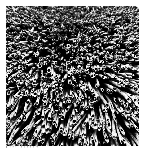 Schwarzweißfotografie: Dachbedeckung aus Schilf, Nahaufnahme offenes übereinander gedecktes Schilfrohr  
