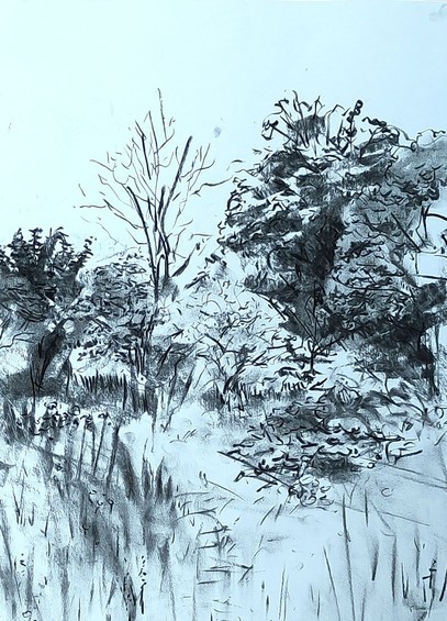 A charcoal drawing looking over a field of long grass with different types of trees further back.