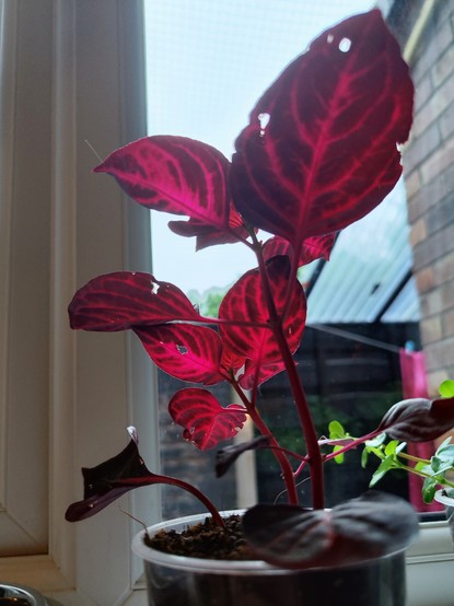 A photo of a leafy plant. The leaves are a dark red, with bright pink veins.