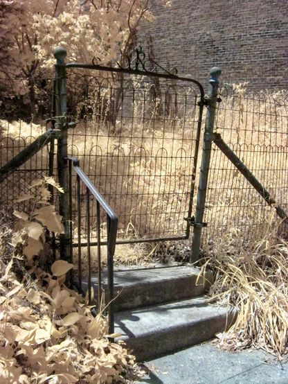 An ir photo of an old fence and gate in front of an overgrown yard.