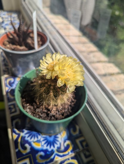 a small cactus with two yellow flowers blooming at the top. It is sitting on a tiled window sill.