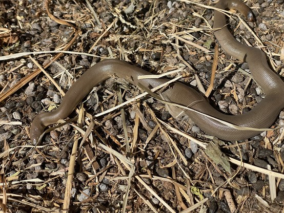 12-18 inch long adult rubber boa on the ground with some straw and pebbles. It has the loose skin of a giant boa but in miniature.