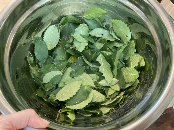 A stainless steel bowl full of elm leaves 