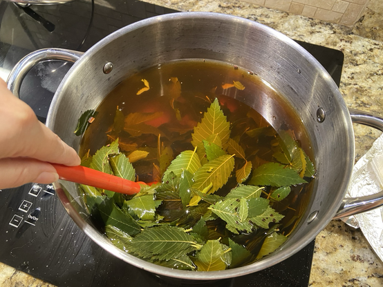 A stainless steel pot filled with simmered elm leaves and brown liquid