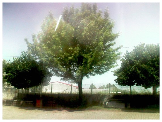 A reasonably well exposed image of three trees made up from about six badly overexposed images taken at various angles stacked and blended in GuIMP photo editor. 