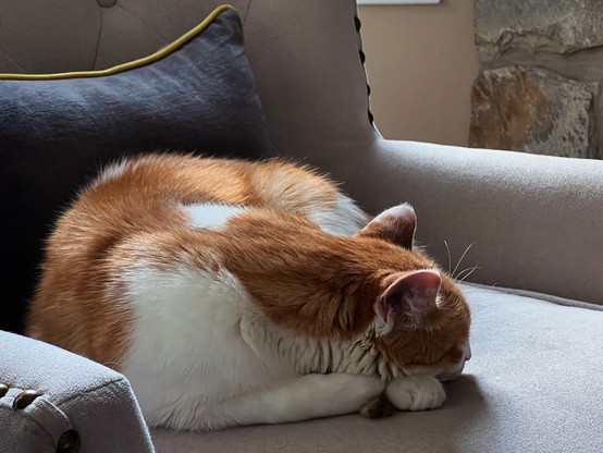 An orange and white tabby lays curled on a chair while snuggling against a black pillow on it. The tip of his unnaturally long tail is squashed between his two front paws on which he's resting his head.
