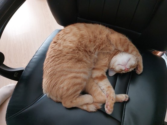 A photograph of Not-our-cat, a ginger tabby, on a desk chair, curled up in a weird position.