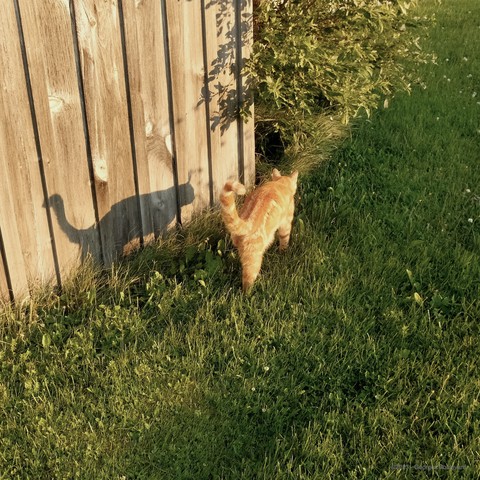 A ginger cat and his shadow on a green lawn