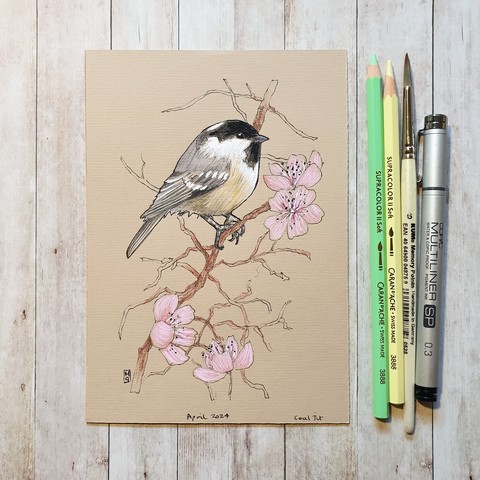 A drawing of a coal tit bird sitting on a cherry blossom branch.  The drawing is on buff coloured paper and measures 5 by 7 inches. 