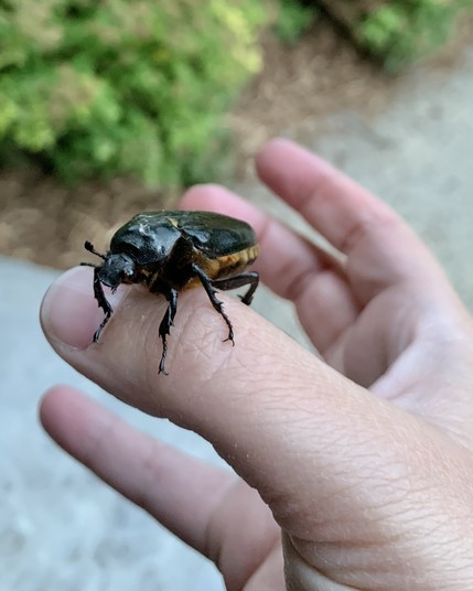 Photo of a large, shiny black beetle clinging to my thumb looking at me. It’s very cute, I love it.