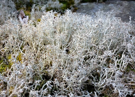 A patch of white reindeer moss growing in the woods. The delicate, raised 