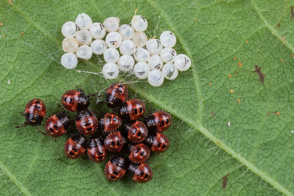 a group of red and black, round little bugs sitting on a green leaf next to the empty eggshells they have emerged from