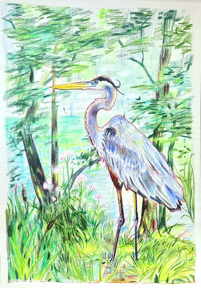 A great blue heron standing in tall grass, on the side of a lake. It is a rough coloured pencil drawing, the heron standing out in colour and detail as it is a cool blue in a green world. 