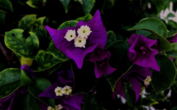 Close up photo of three open white flowers in the middle of three purple triangular sepals, amid green foliage. Other flowers can be seen in the background.