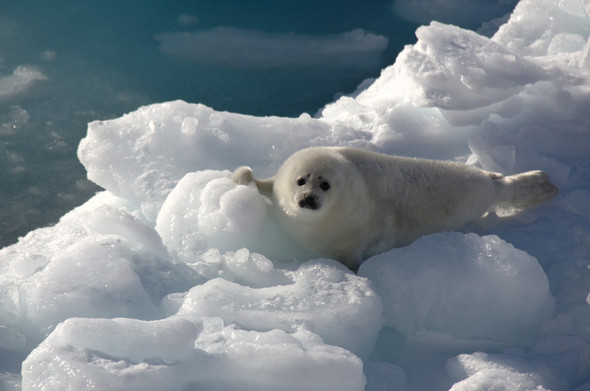 A picture of a harp seal pup on an ice shoal. The pup still has a white coat and is facing the camera. It is resting one flipper on a higher part of the shoal. The Ice shoal is very rough. Behind the ice shoal some very blue water can be seen.