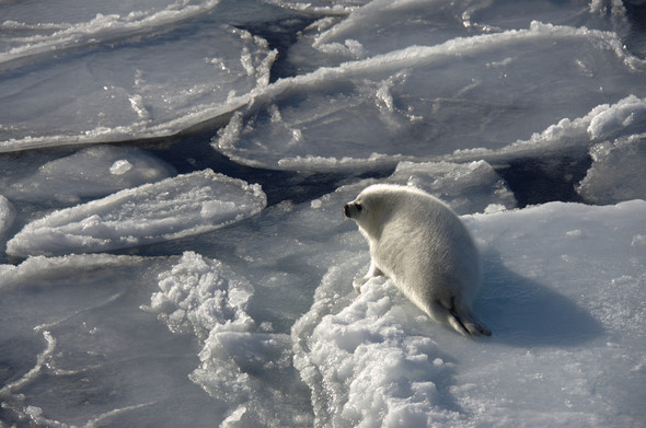 A picture of a harp seal pup on the edge of an ice shoal. The pup still has a white coat and is facing away from the camera. towards the sea. This shoal is fairly flat and is surrounded by other very flat pancake ice shoals. The lighting is coming from slightly behind the seal.