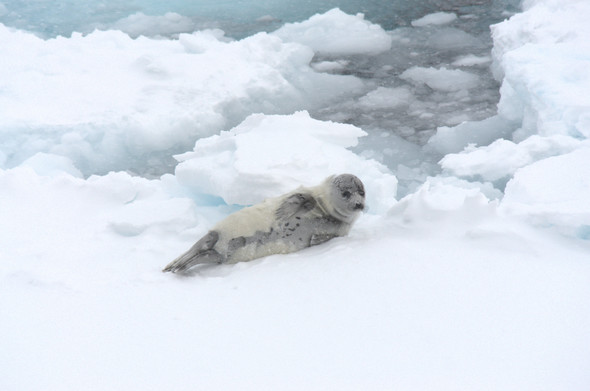 A harp seal pup on an ice shoal. This harp seal pup is loosing it's white fur and a gray coat with dark spots is visible from underneath. The seal is laying on it's side and looking into the general direction of the camera. It appears to be slightly snowy weather. Behind the ice shoal, several smaller bits of ice are in the sea giving the sea a somewhat slushy appearance.
