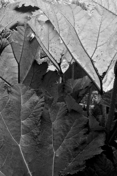 A vertical black and white photograph of large leaves. The image is cropped close to the leaves so we don't get to see thebwhole plant. The leaves are big and veined. Some are back-lit by the sun, others in shadows.
