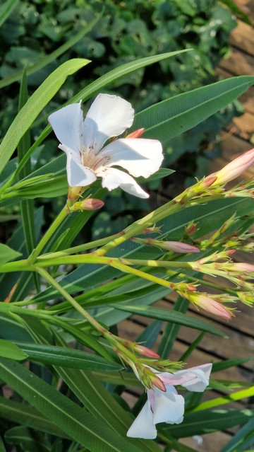 Weiße Oleander Blüte 