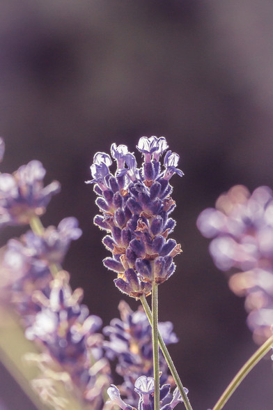 Foto von Lavendel