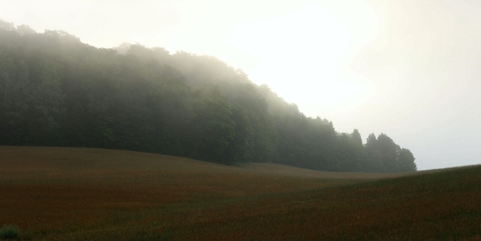 Photo of a brown and green field, bordered by a wave of green trees, with the very bright light of the sun just rising behind the trees and fog lifting up.