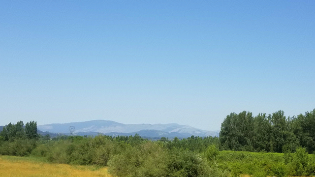 Photo of Oregon landscape: a field of yellow grass bordered by dense trees. In the distance you can see the Cascades under a beautiful blue sky.
