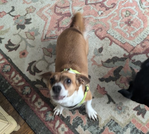 a small orange and white dog in a reflective yellow harness. she is standing on a grey/white/pink floral carpet. she is looking up at the camera and appears slightly blurry due to being photographed mid bark.