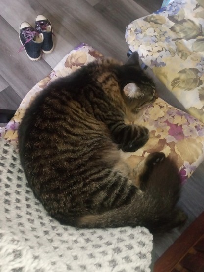 A cat sleeping on a floral cushion on a chair, as seen from above. The cat is curled up like a croissant, with long fur and brown tiger stripes. 