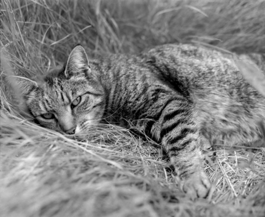 a black and white photo of a tabby cat laying dow in the grass, looking at the camera