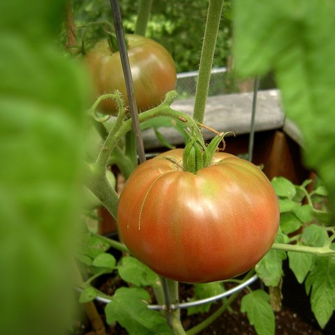 Tomatoes growing on the plant. Unlike typical tomatoes, these develop dark streaks as they ripen. The inside of a ripe tomato has areas of purple throughout.