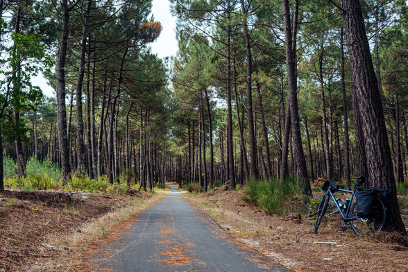 Photography of a bike lane under tree pines
