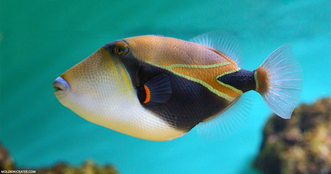 A black and yellow rhombus shaped fish.