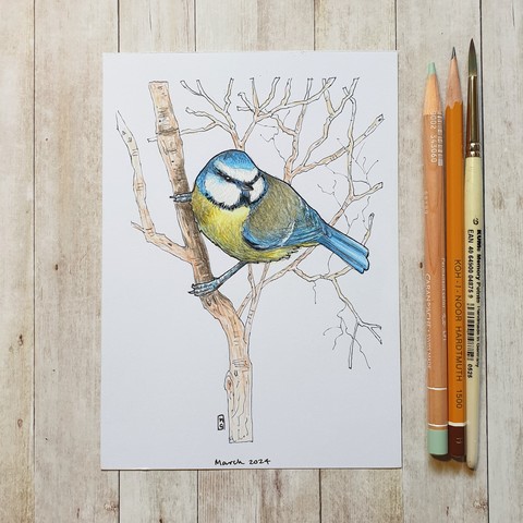Original drawing - Blue Tit
A drawing of a blue tit sitting in the branches of a tree. A common blue and yellow garden bird.
Materials: colour pencil, mixed media, acid free white artist paper
Width: 5 inches
Height: 7 inches