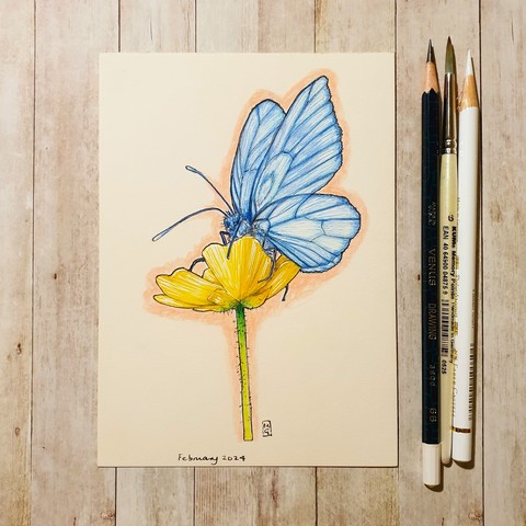 Original drawing - Blue Butterfly
A colour drawing of a blue butterfly sitting on a yellow flower. The drawing is on acid free cream coloured paper. Measures 5 by 7 inches.
Materials: colour pencil, mixed media, acid free cream coloured artist paper
Width: 5 inches
Height: 7 inches