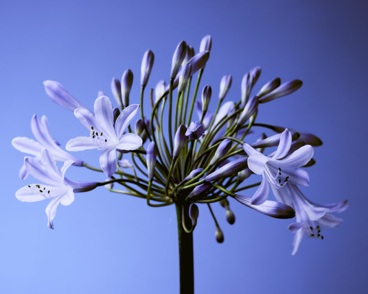African Lily against a blue-purple background