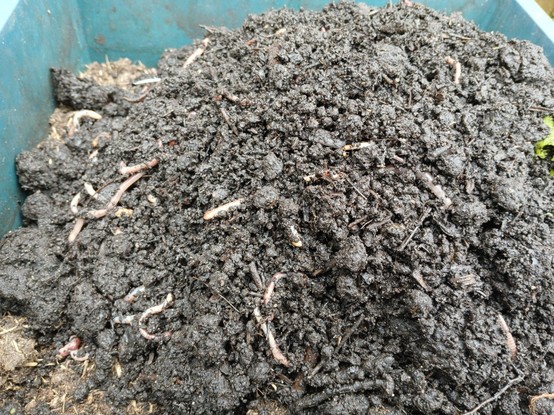 Compostwormen in zwarte aarde in de wormenbak