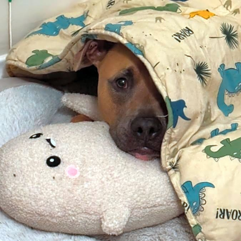 A cute puppy dog poking its head out from under a blanket. 