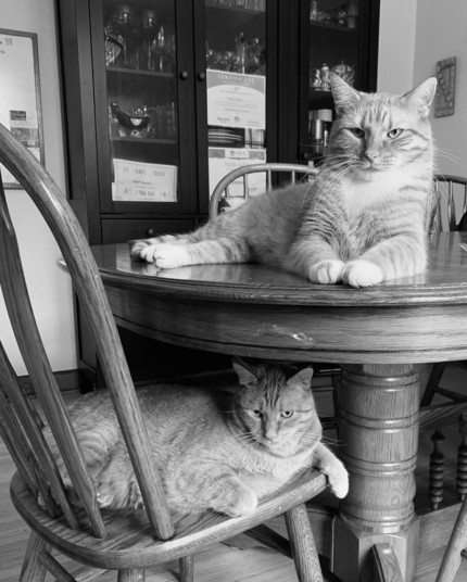 Black and white photo of two cats, one laying on a dining room table, the other below laying on a chair in the same position, both looking at the camera 