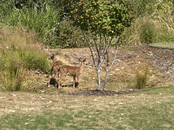Two fauns, light brown and dappled with cream spots,  stand near a small tree in a grassy field. Bushes and other greenery surround the pair, and much of the grass is also green, though some has dried and browned. They are alert and looking in different directions, but perfectly still, serene. .