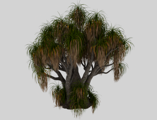 A screencap of a Beaucarnea Recurvata tree in Blender.