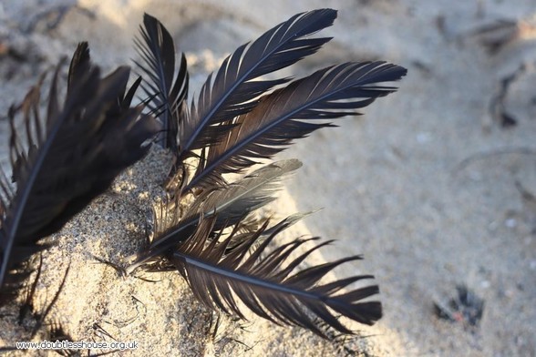 Photo of feathers sticking out of sand at the beach