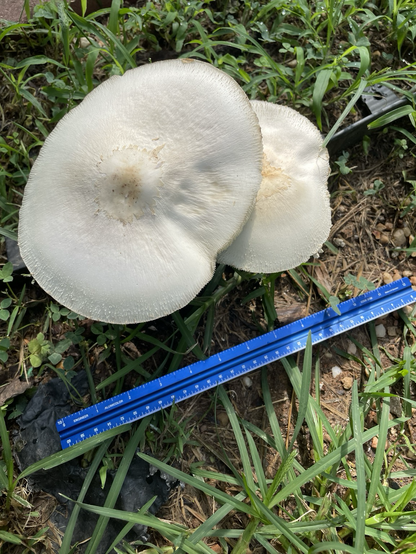 Two white mushrooms