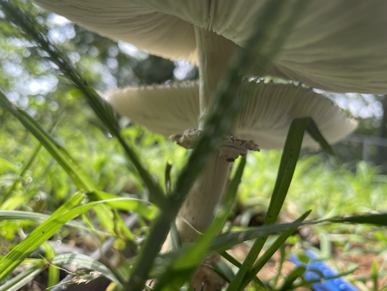 Underside of mushrooms