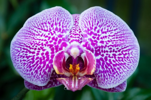 Diversas fotografías muy cercanas de orquídeas de distintos colores