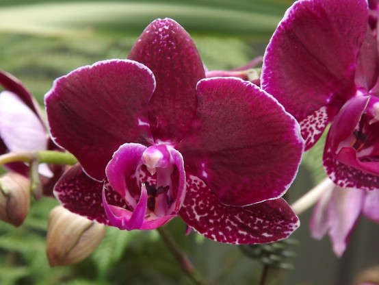 Diversas fotografías muy cercanas de orquídeas de distintos colores
