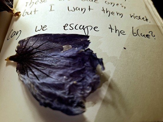 An open journal pagd with a dried leave of a blue flower on it. The handwriting above says: Can we escape the blue?