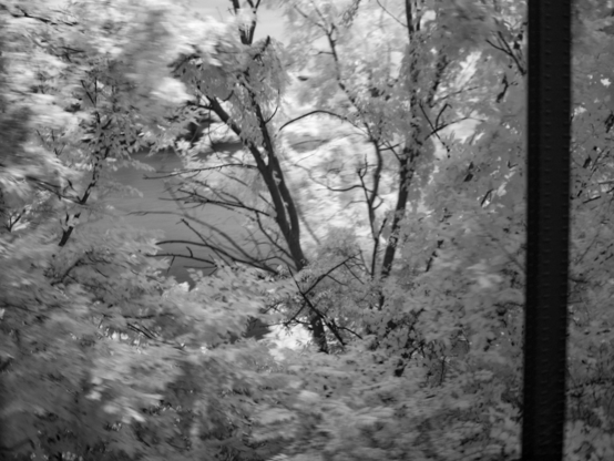 Infrared black and white photo of trees lining a train track, taken by panning rapidly with a slow shutter speed and a 720nm filter over the lens (in common with the super blue filter inside.