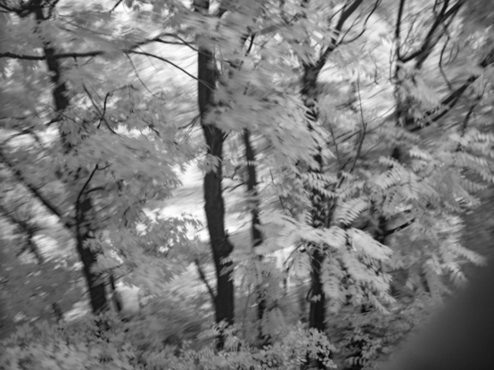 Another panning b+w photo of trees with white leaves and motion blur.