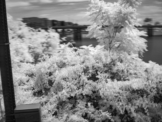 Black and white infrared panning motion shot of trees and a river and overpass in the distance.