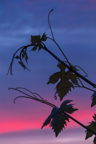 Twilight photograph of two grapevine branches, in front of a pink and blue sunset. The vines curl and the grape leaves glow gently in the last light of the day.